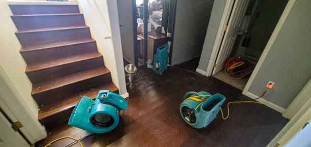 Best Mold removal after water damage  in Rochelle, IL