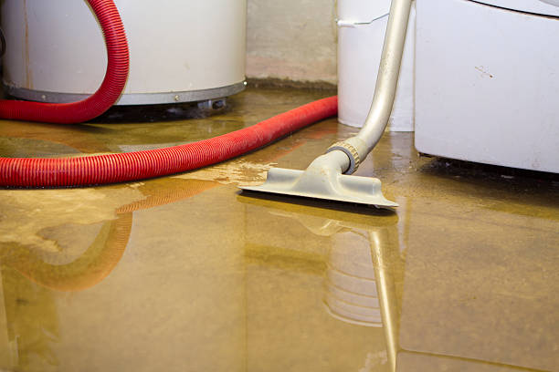 Best Water damage mitigation services  in Rochelle, IL